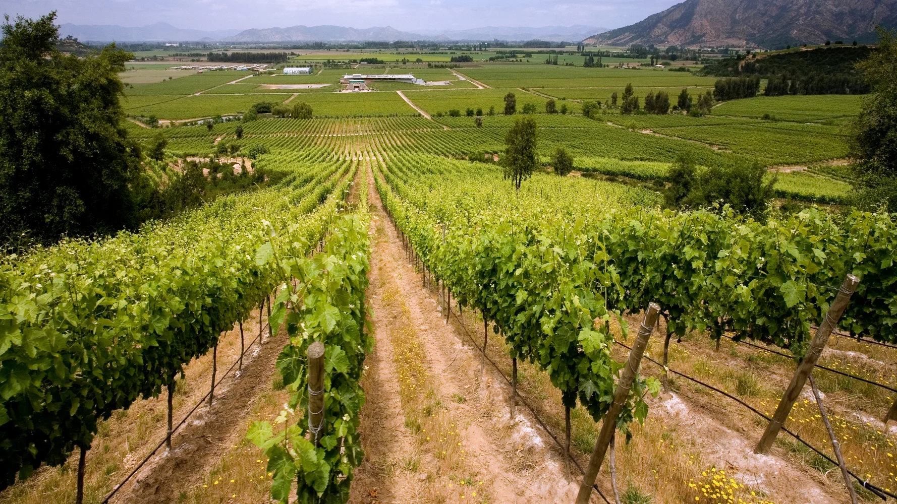 California vineyard landscape